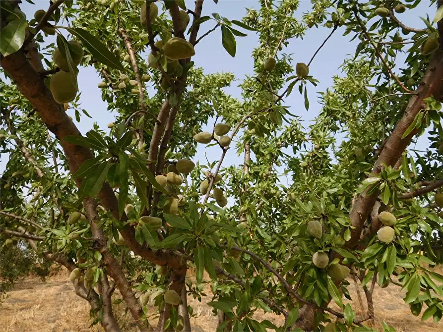 Immagine 18 di Rustico / casale in vendita  in SP 115 a Favara