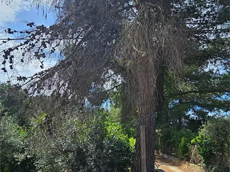Immagine 14 di Villa in vendita  in SS189 a Campofranco