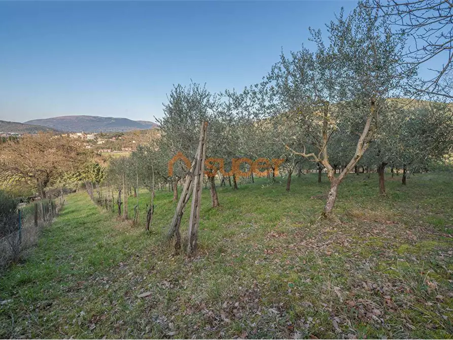 Immagine 3 di Terreno agricolo in vendita  in Via Bonciari a Corciano