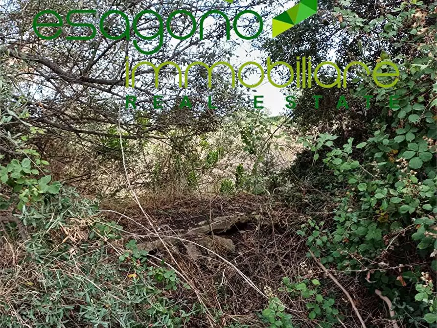 Immagine 5 di Terreno agricolo in vendita  a Siracusa