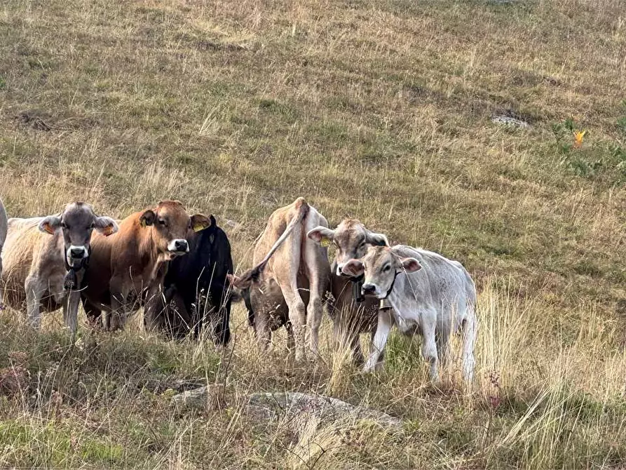 Immagine 32 di Casa indipendente in vendita  in Loc. Vercengio a Bognanco