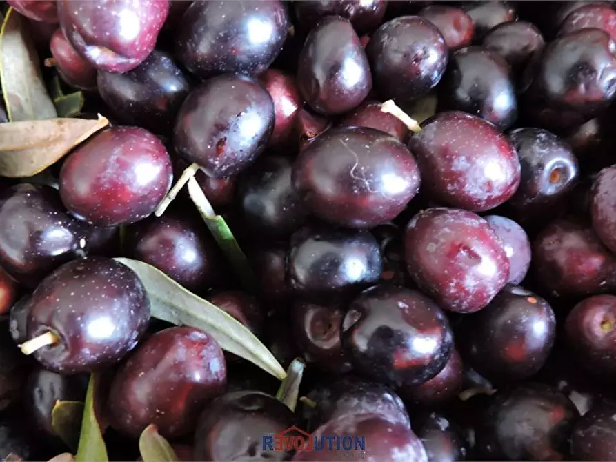 Immagine 45 di Rustico / casale in vendita  in Vocabolo santa maria delle corti a Lisciano Niccone