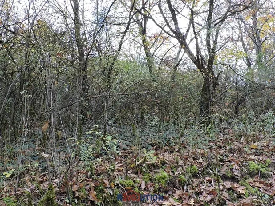 Immagine 3 di Terreno agricolo in vendita  in Molino Vitelli a Umbertide