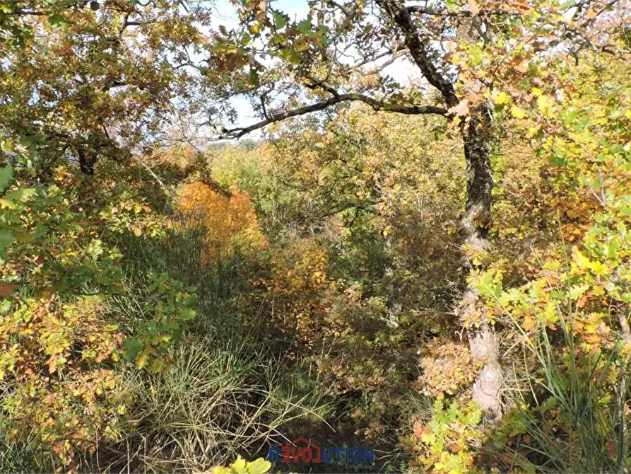 Immagine 4 di Terreno agricolo in vendita  in Molino Vitelli a Umbertide