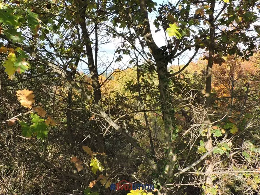 Immagine 15 di Terreno agricolo in vendita  in Molino Vitelli a Umbertide
