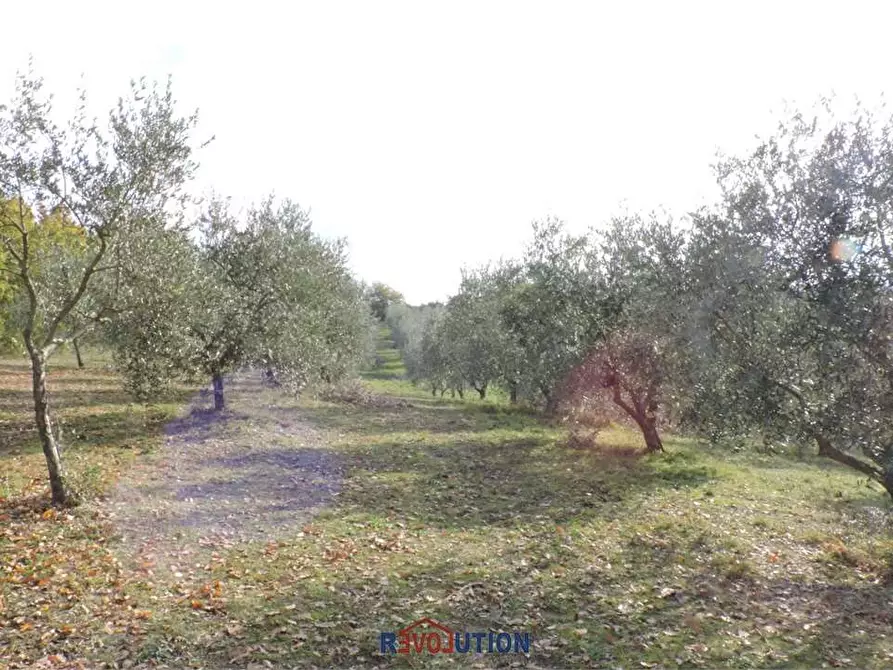 Immagine 34 di Terreno agricolo in vendita  in Molino Vitelli a Umbertide