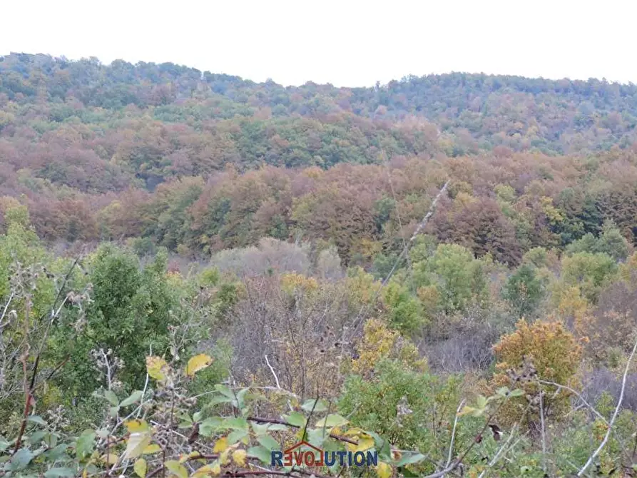 Immagine 35 di Terreno agricolo in vendita  in Molino Vitelli a Umbertide