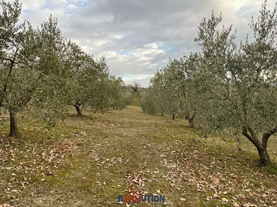 Immagine 41 di Terreno agricolo in vendita  in Molino Vitelli a Umbertide