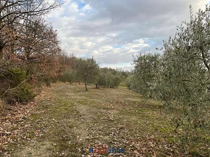 Immagine 44 di Terreno agricolo in vendita  in Molino Vitelli a Umbertide