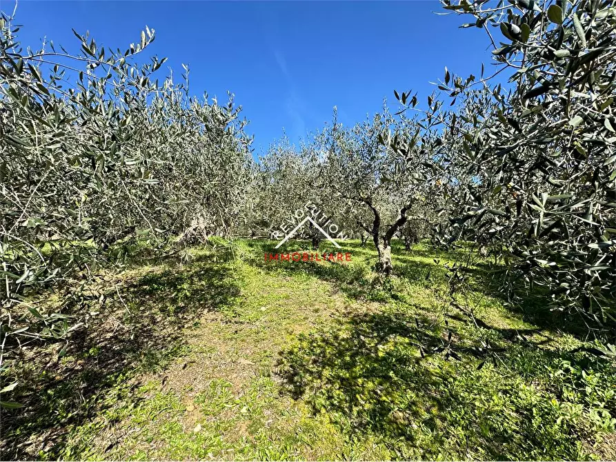 Immagine 32 di Villa in vendita  in Via della Martinella a Passignano Sul Trasimeno