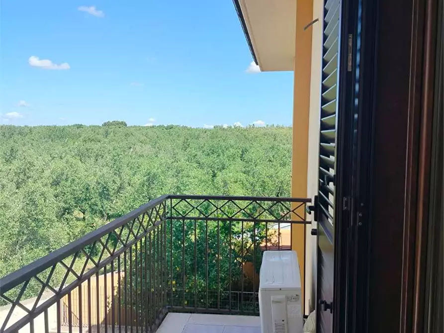 Immagine 8 di Appartamento in vendita  a Bitonto