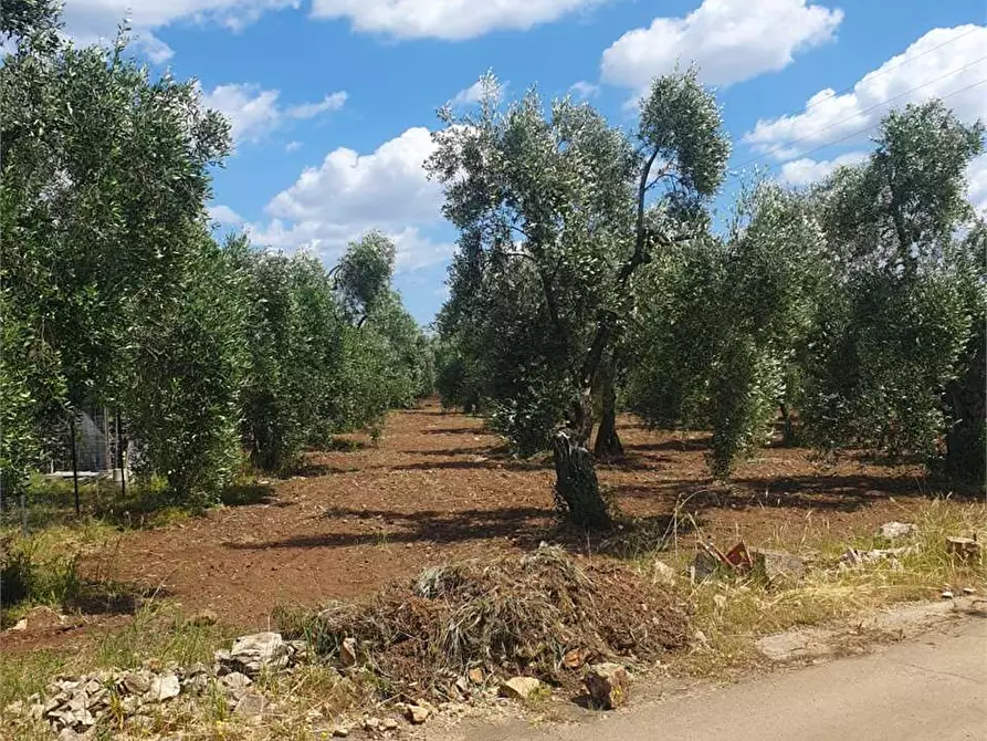 Immagine 2 di Terreno edificabile in vendita  a Bitonto