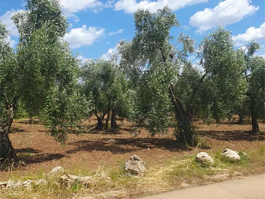 Immagine 3 di Terreno edificabile in vendita  a Bitonto