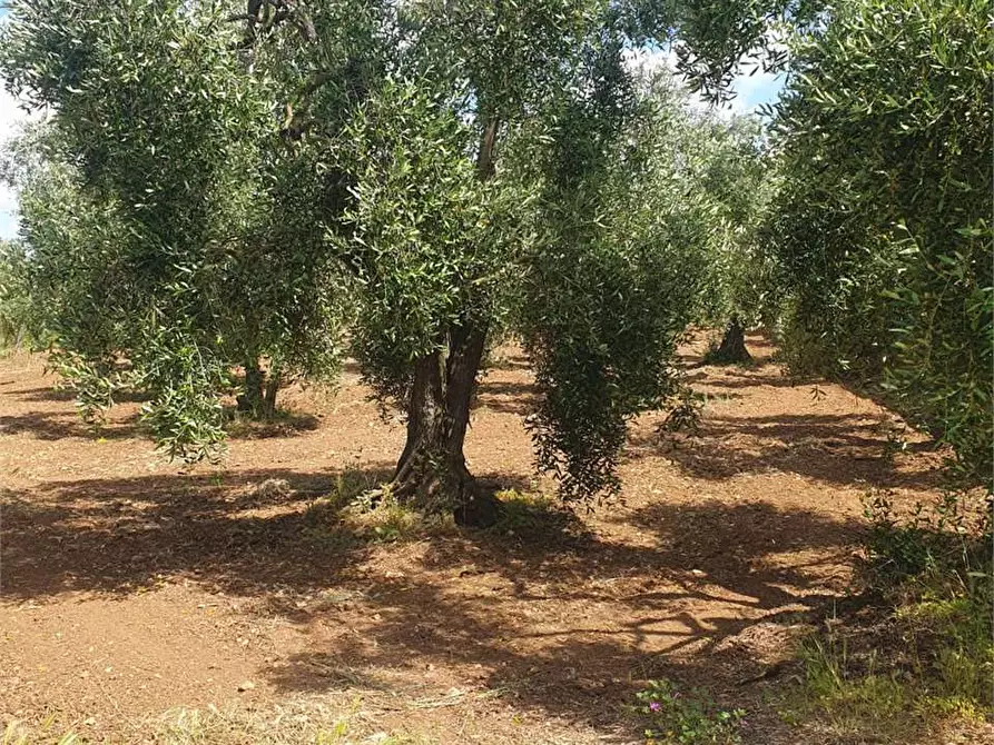 Immagine 4 di Terreno edificabile in vendita  a Bitonto