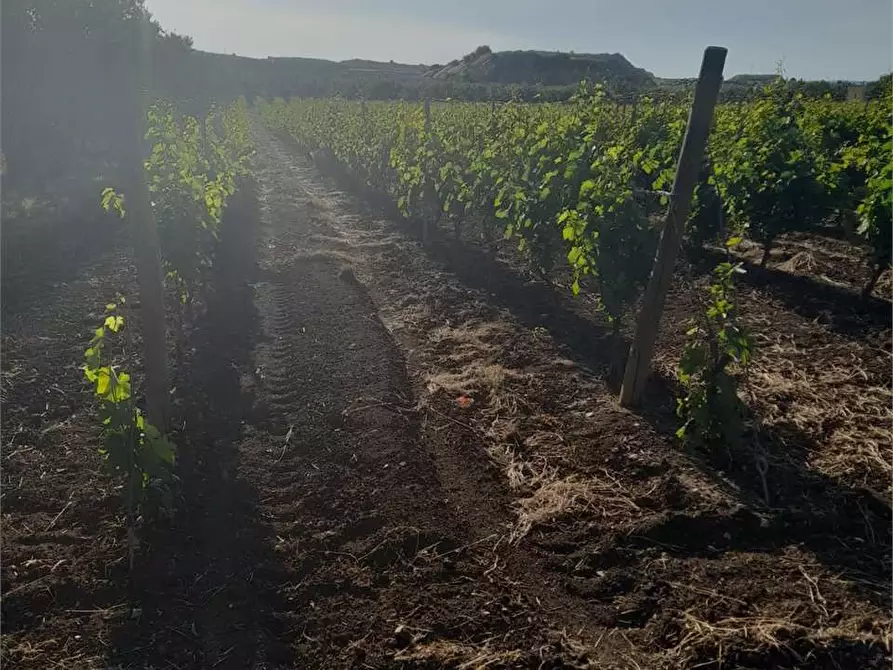 Immagine 1 di Terreno agricolo in vendita  a Bitonto