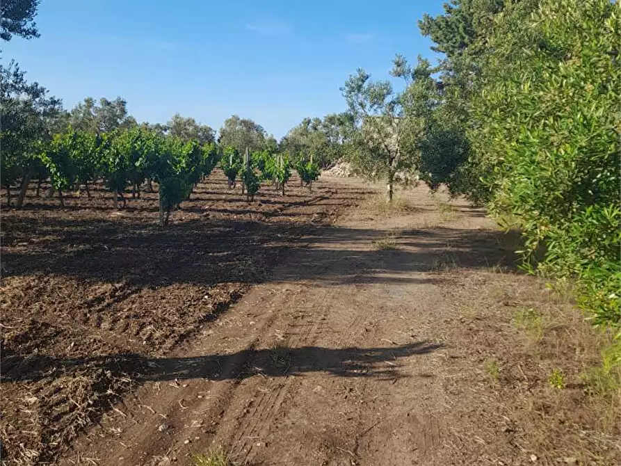Immagine 2 di Terreno agricolo in vendita  a Bitonto