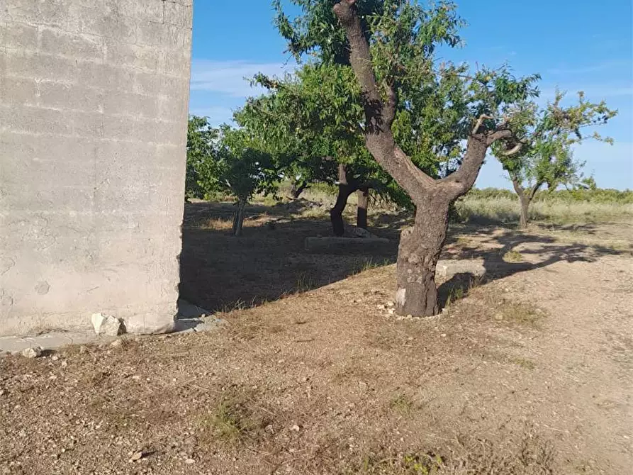Immagine 3 di Terreno agricolo in vendita  a Bitonto