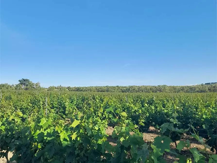 Immagine 4 di Terreno agricolo in vendita  a Bitonto