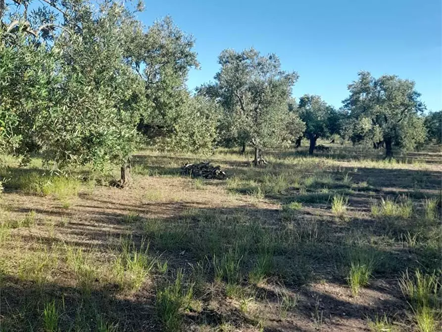 Immagine 5 di Terreno agricolo in vendita  a Bitonto