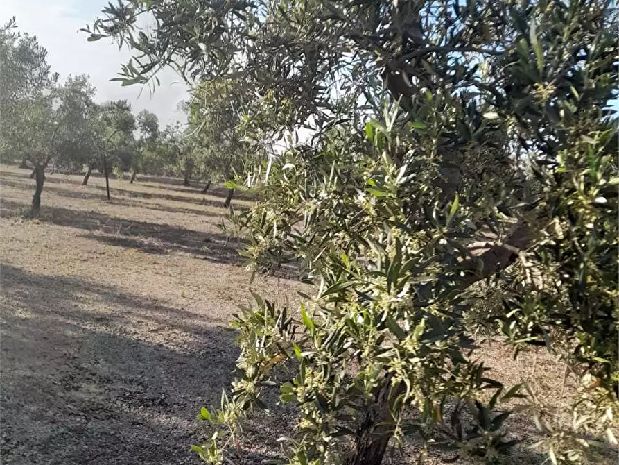Immagine 6 di Terreno agricolo in vendita  a Bitonto