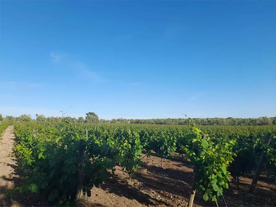 Immagine 7 di Terreno agricolo in vendita  a Bitonto