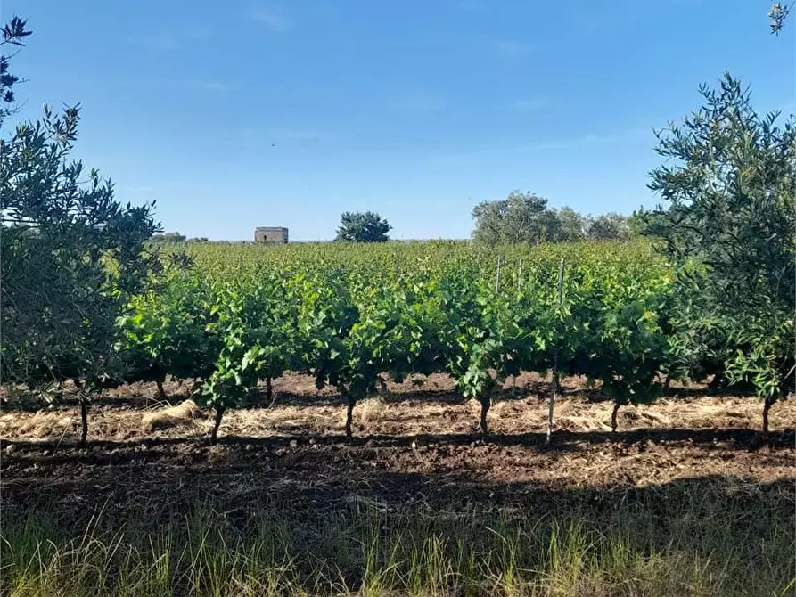 Immagine 8 di Terreno agricolo in vendita  a Bitonto
