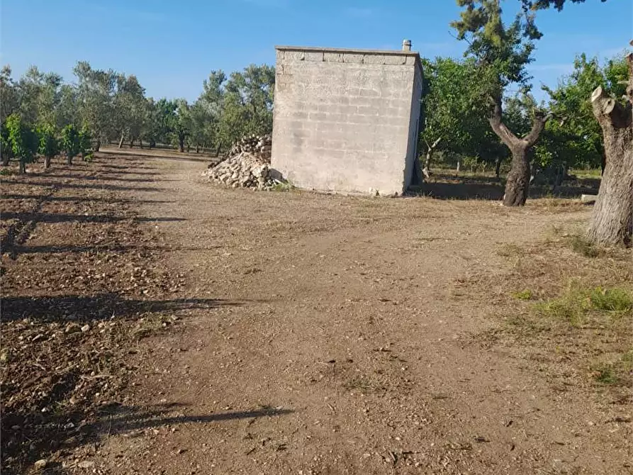 Immagine 9 di Terreno agricolo in vendita  a Bitonto
