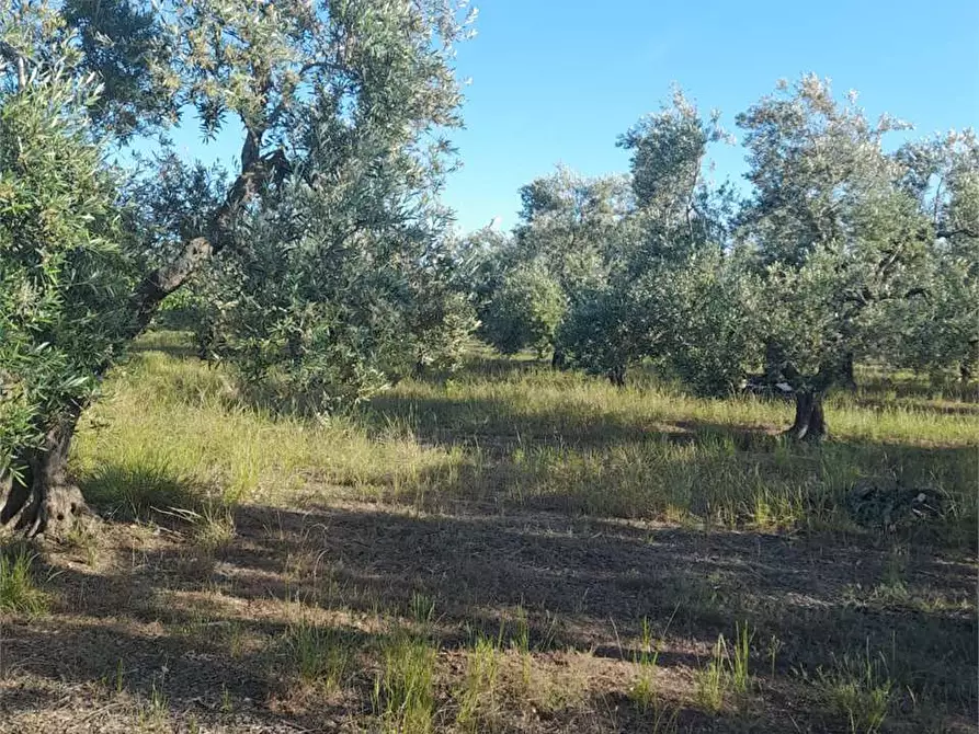 Immagine 10 di Terreno agricolo in vendita  a Bitonto