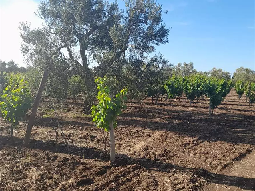 Immagine 12 di Terreno agricolo in vendita  a Bitonto