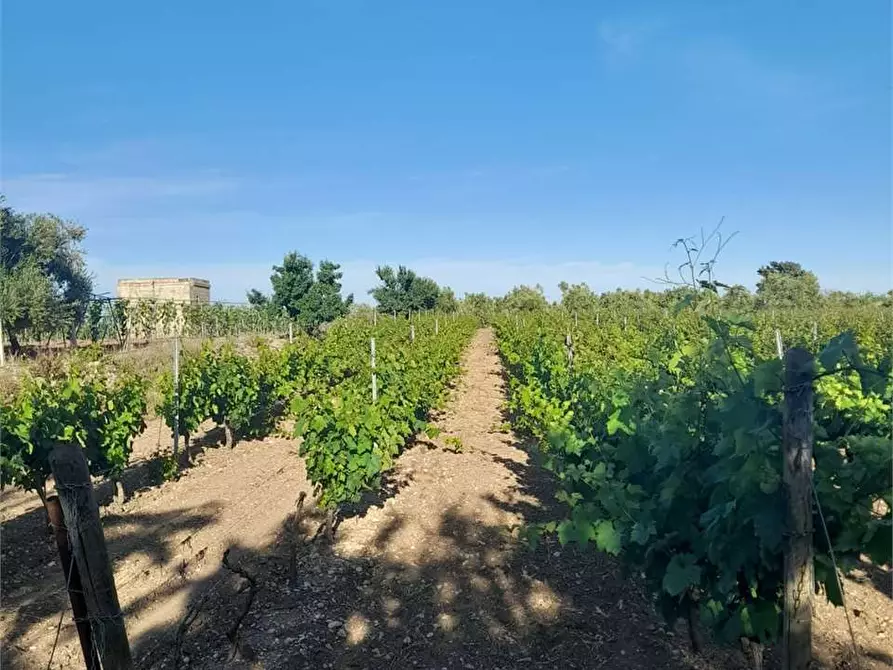 Immagine 13 di Terreno agricolo in vendita  a Bitonto