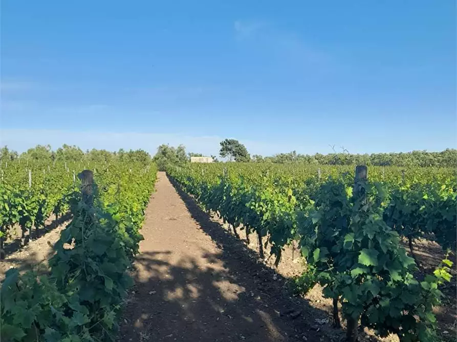Immagine 14 di Terreno agricolo in vendita  a Bitonto