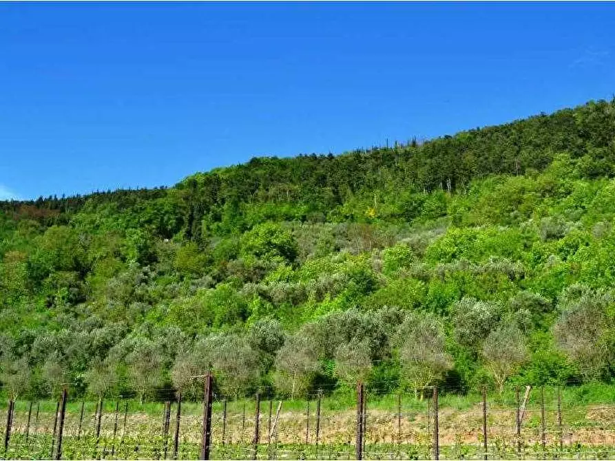 terreno agricolo in vendita a Tregnago
