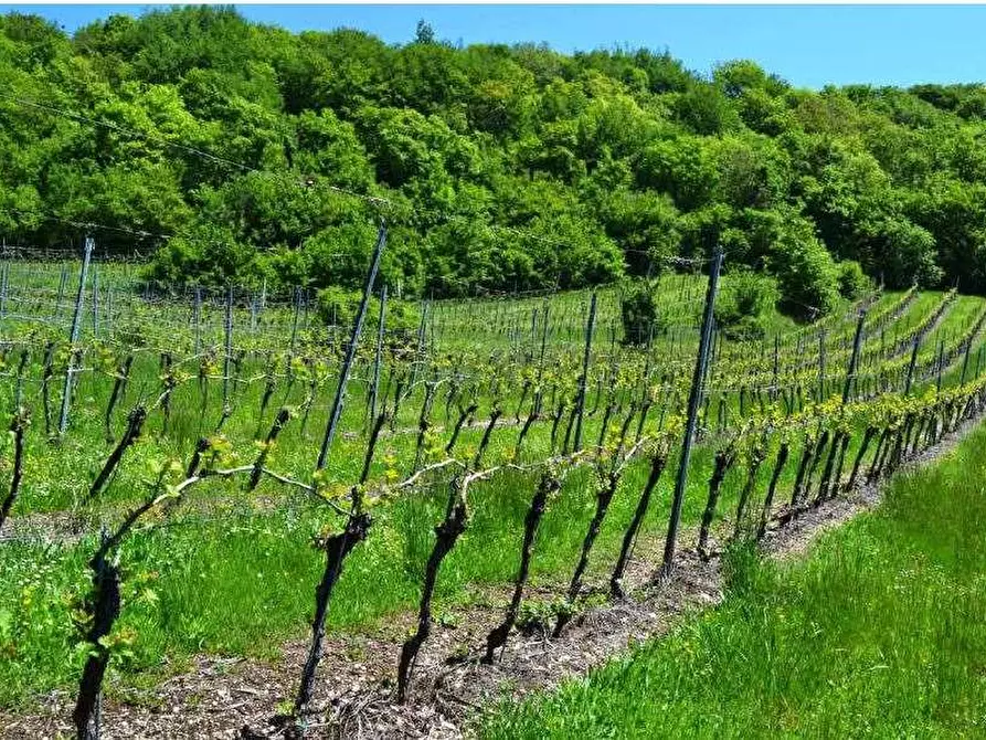 terreno agricolo in vendita a Tregnago