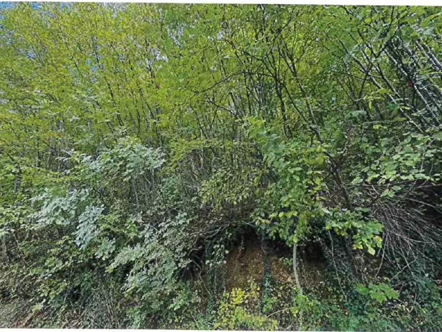 Immagine 9 di Porzione di casa in vendita  in Località Burgagnani snc a Badia Calavena