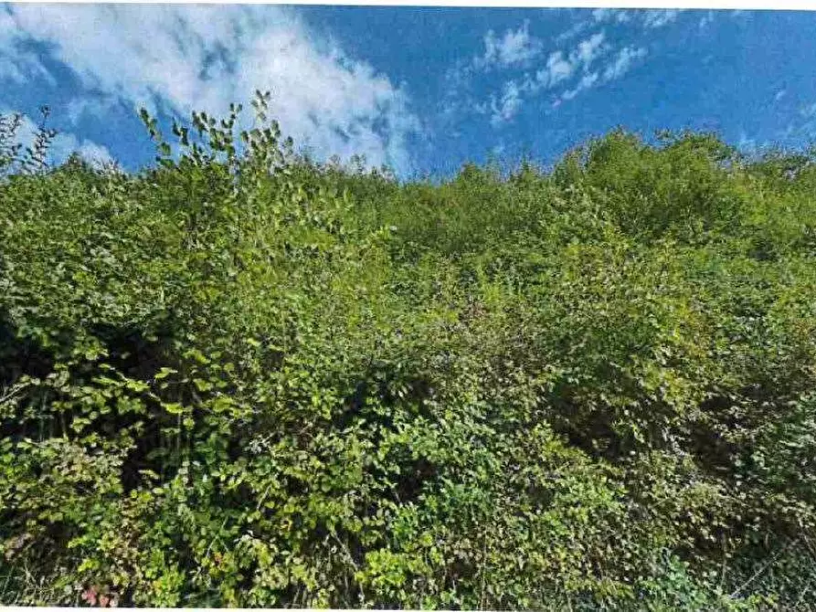 Immagine 10 di Porzione di casa in vendita  in Località Burgagnani snc a Badia Calavena