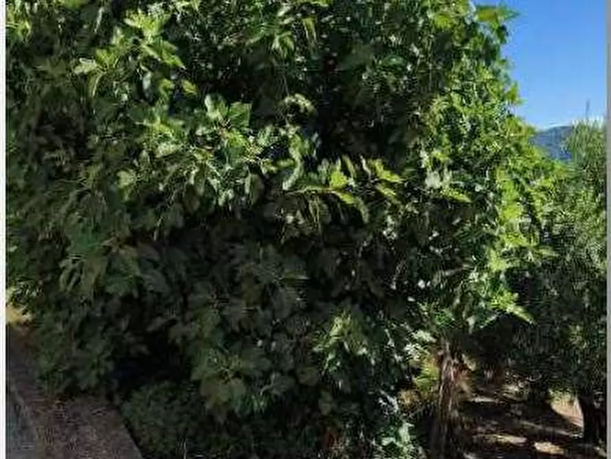 Immagine 17 di Porzione di casa in vendita  in Via Tolotti 3 a Montecchia Di Crosara