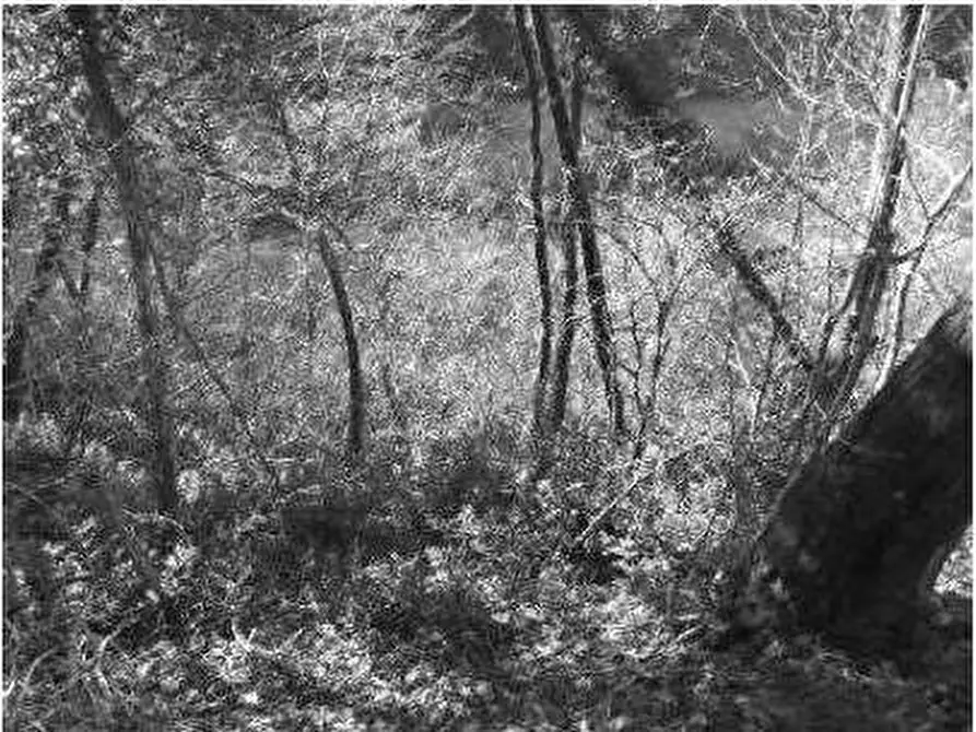 Immagine 21 di Porzione di casa in vendita  in Contrada Vanti 1 a Badia Calavena