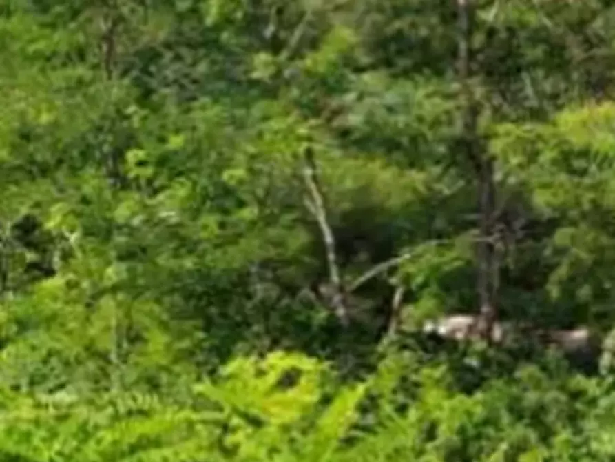 Immagine 1 di Terreno agricolo in vendita  in località Noventa di Piave a Noventa Di Piave