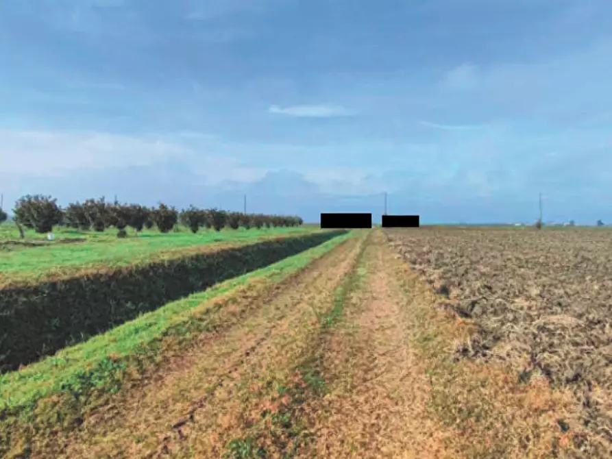 Immagine 1 di Terreno agricolo in vendita  in Via Pio Marola a Castelnovo Bariano