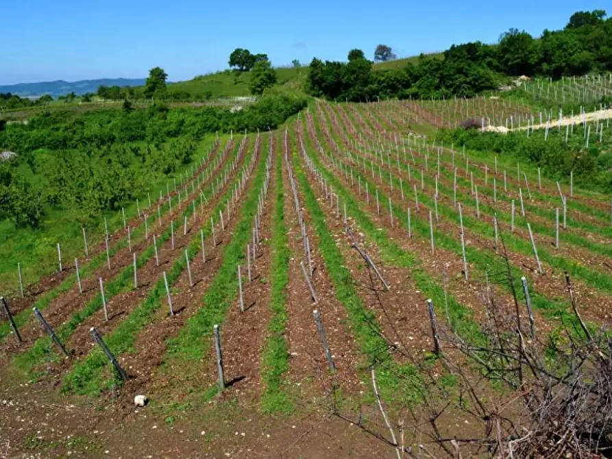 Immagine 1 di Terreno agricolo in vendita  in Frazione di Campiano a Cazzano Di Tramigna