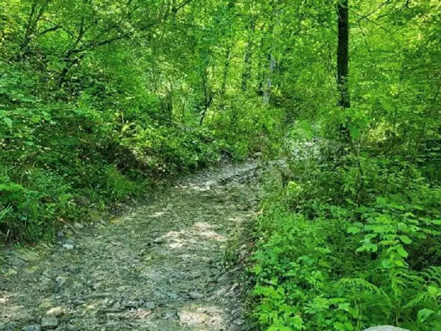 Immagine 1 di Terreno agricolo in vendita  in Via Ronco Praderigo a Olginate