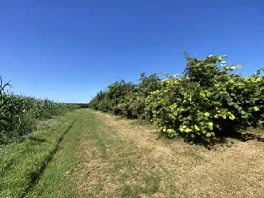 Immagine 1 di Terreno agricolo in vendita  in via Cacciaguerra a Russi