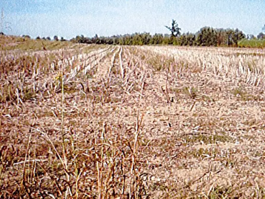 Immagine 1 di Terreno agricolo in vendita  in Cascina Cavallero a Oviglio