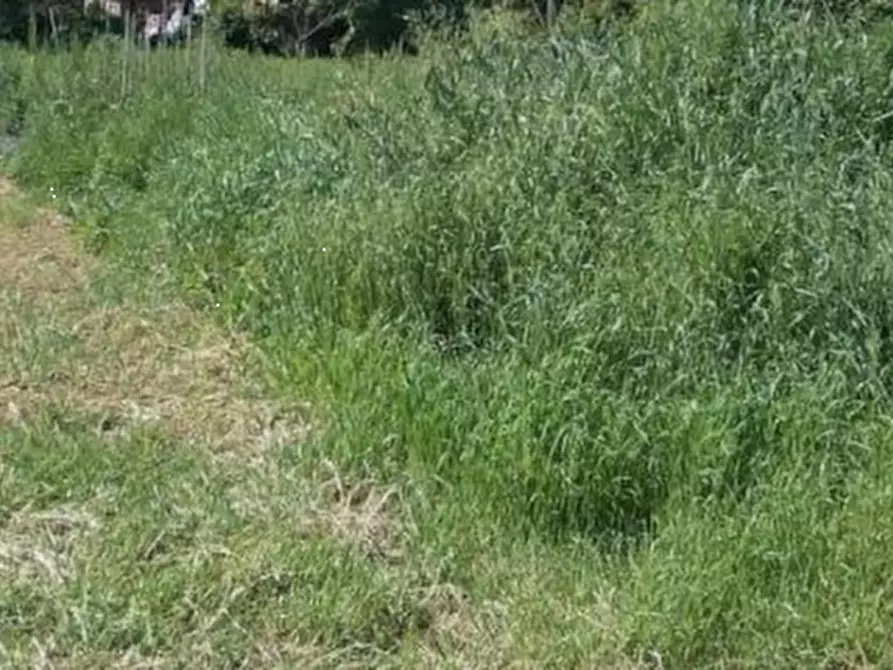 Immagine 1 di Terreno agricolo in vendita  in Via Moschina a Predosa