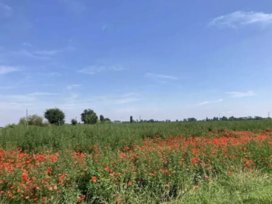 Immagine 1 di Terreno agricolo in vendita  in via Spina a Lagosanto