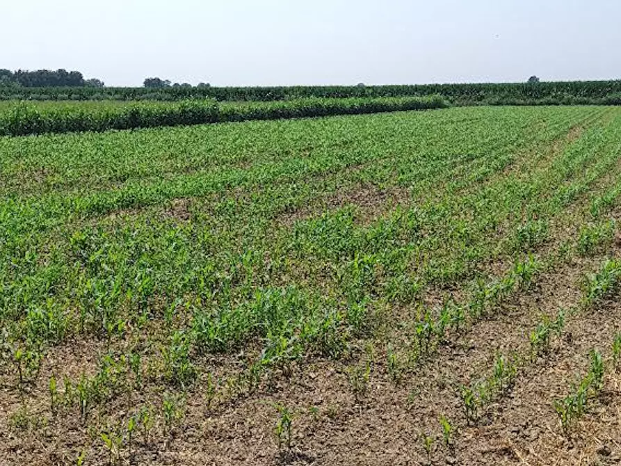 Immagine 1 di Terreno agricolo in vendita  in Località Scalenghe a Scalenghe