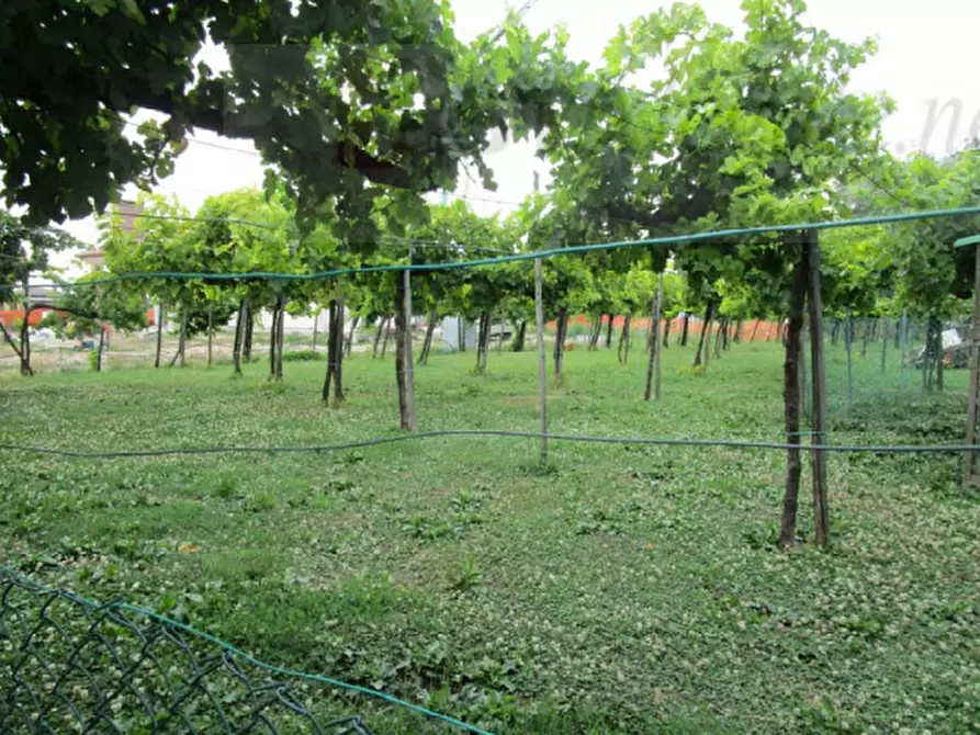 Immagine 1 di Terreno agricolo in vendita  in via San Francesco D'assisi a Codevigo