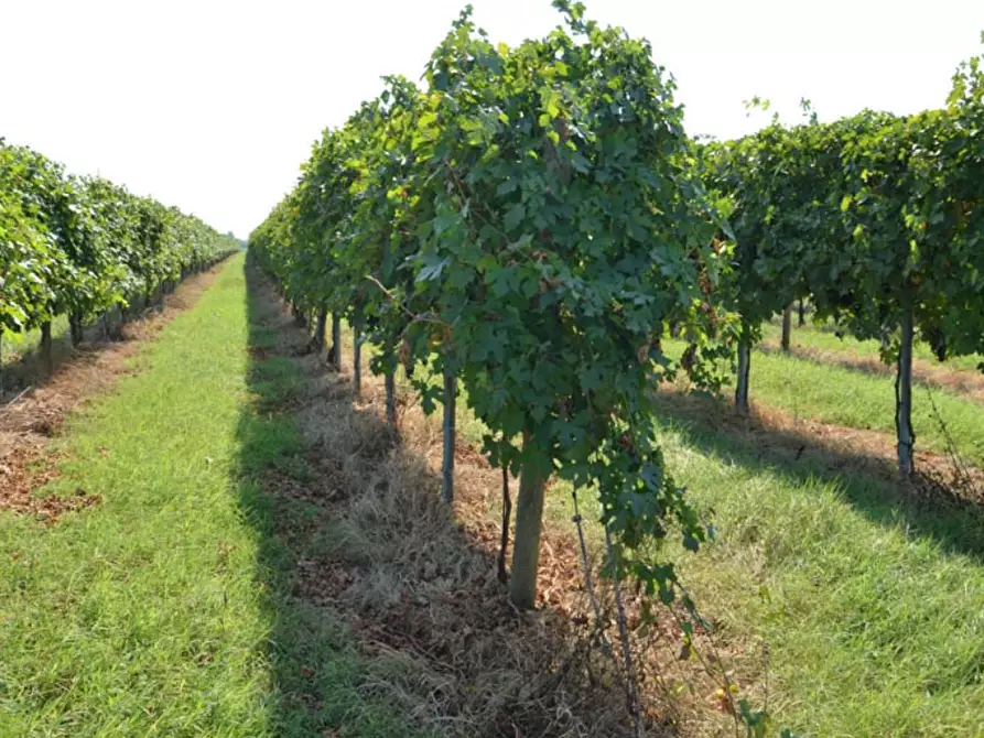 Immagine 1 di Terreno agricolo in vendita  in Via Castione a Carpi