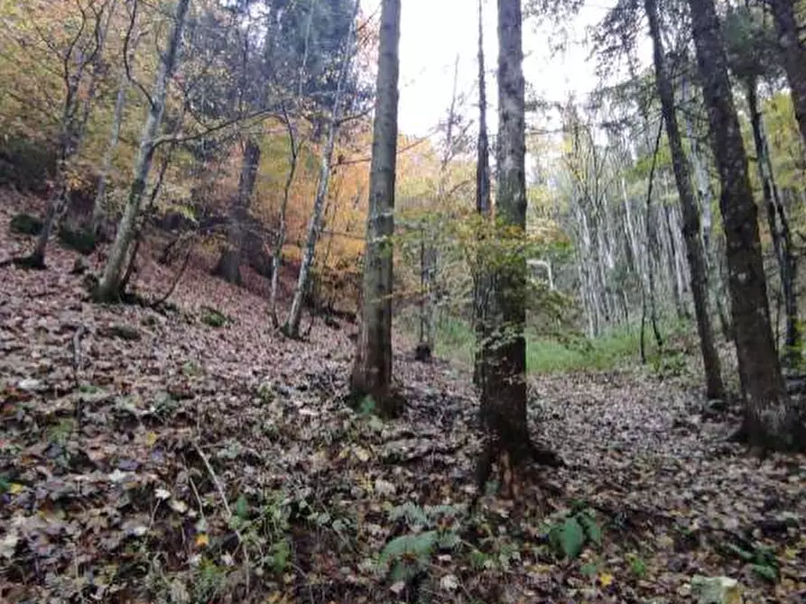 Immagine 1 di Terreno agricolo in vendita  in Via Strada Vicinale della Lasta a Valbrenta