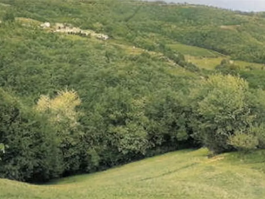 Immagine 1 di Terreno agricolo in vendita  in Via Verdella  a Tregnago